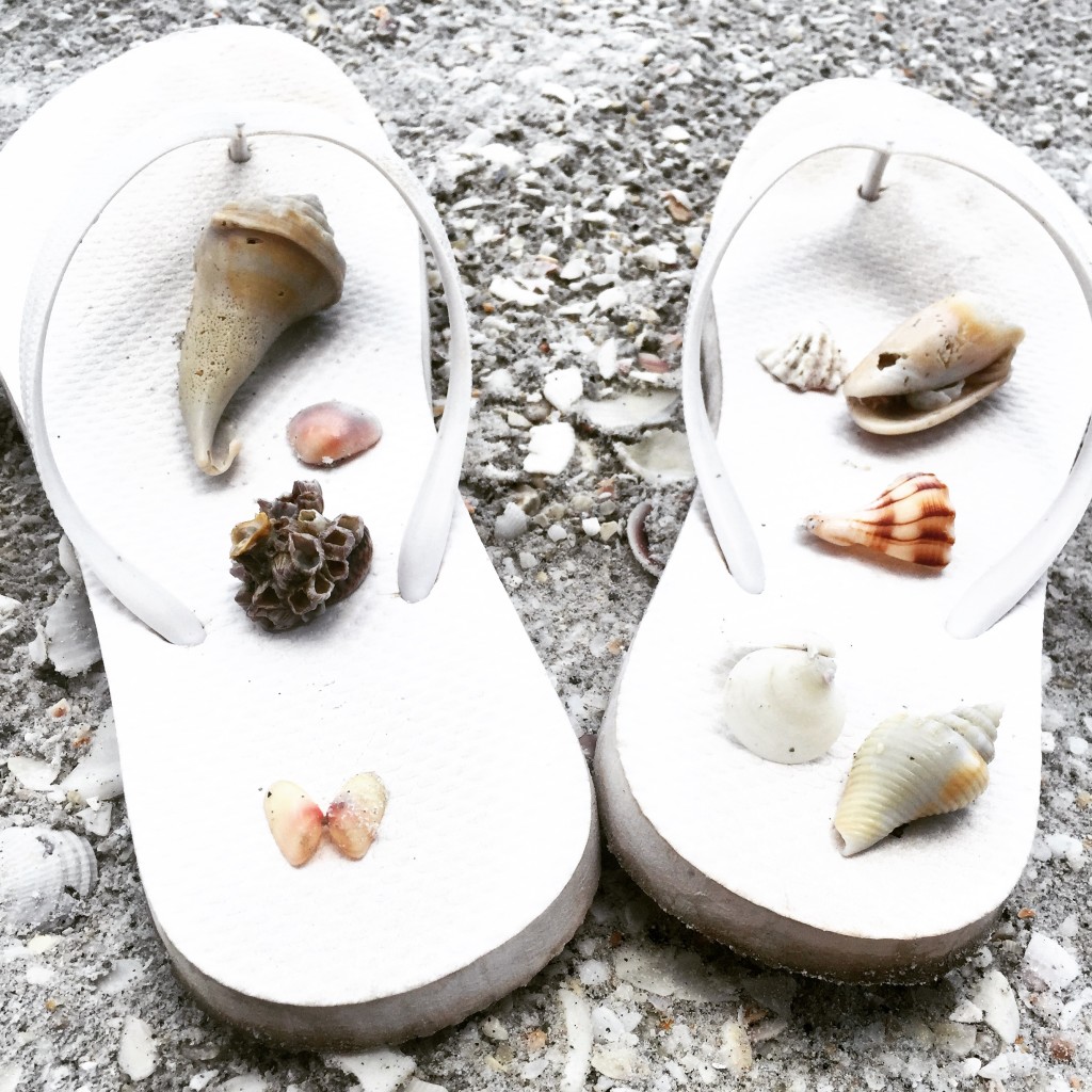 Shells that I found