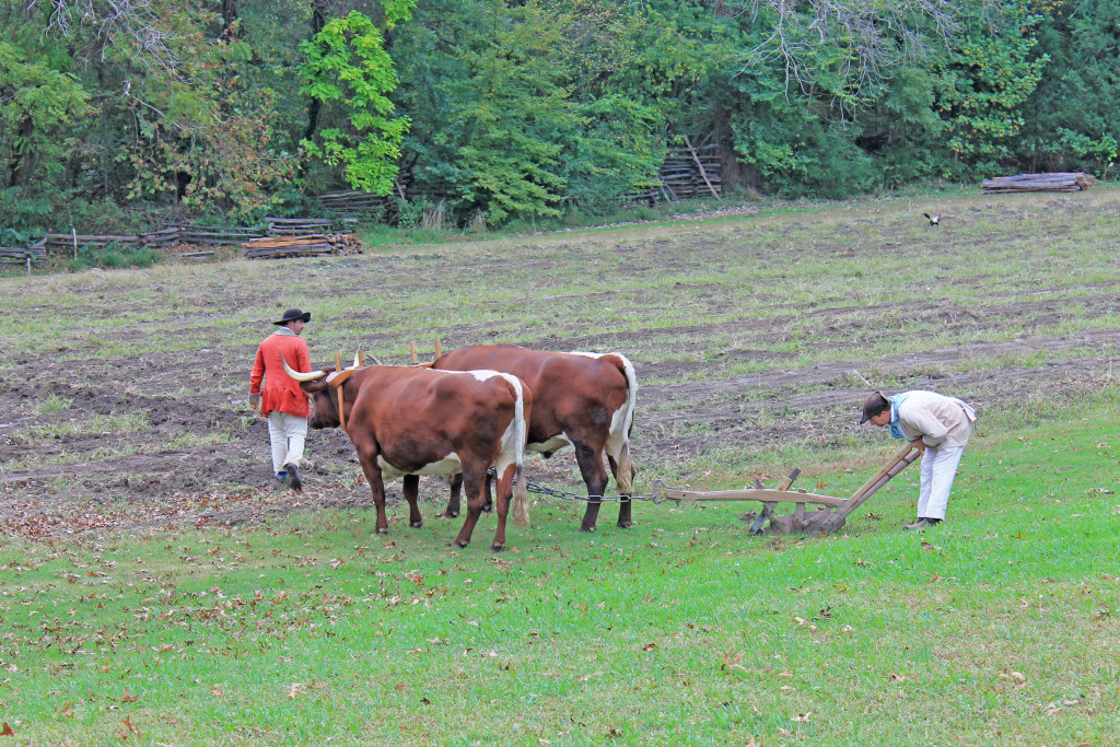 Plowing the field 